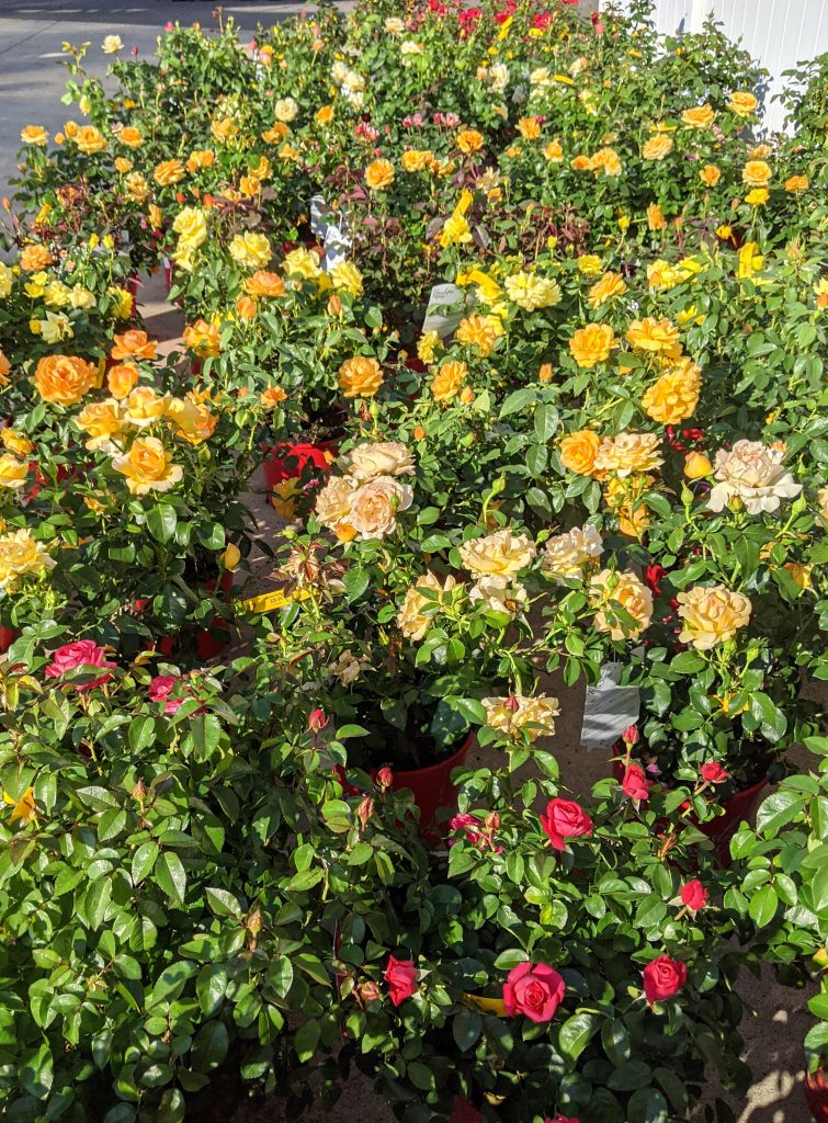 The Farm and Garden Station Beautifying backyards, one at a time!