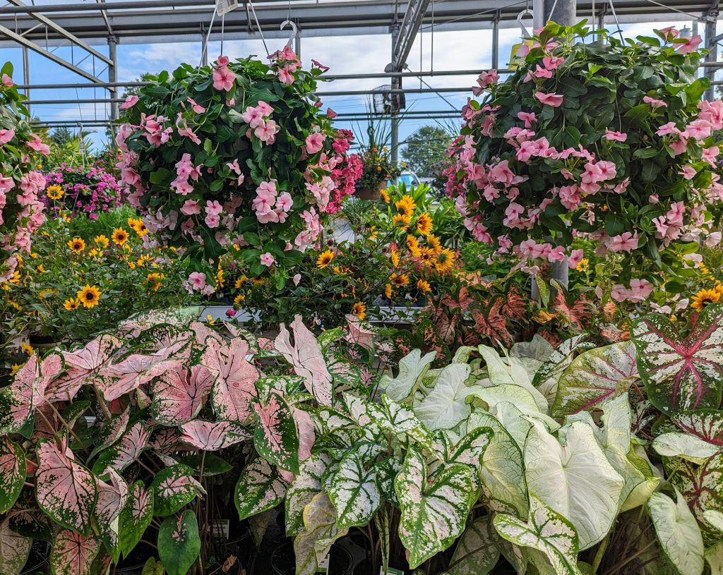 The Farm and Garden Station Beautifying backyards, one at a time!