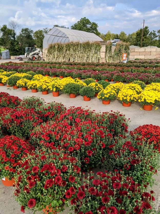 The Farm and Garden Station | Beautifying backyards, one at a time!