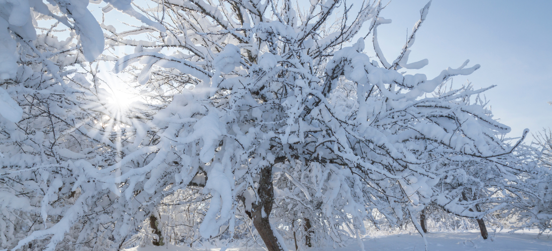 The Farm and Garden Station Beautifying backyards, one at a time!